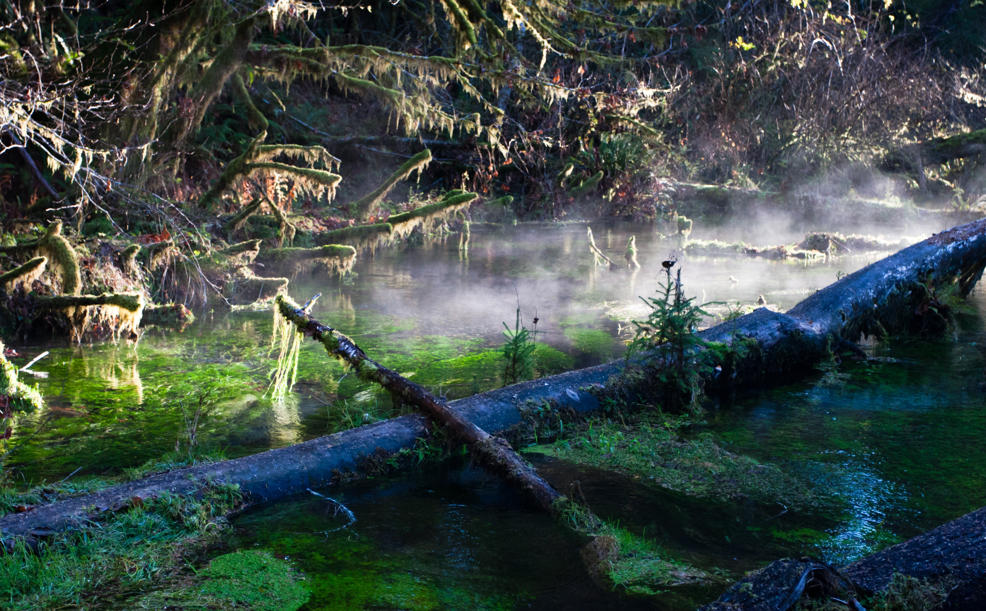 A path beneath moss-draped trees at the entrance to the Hall of Mosses trail in the Hoh Rain Forest