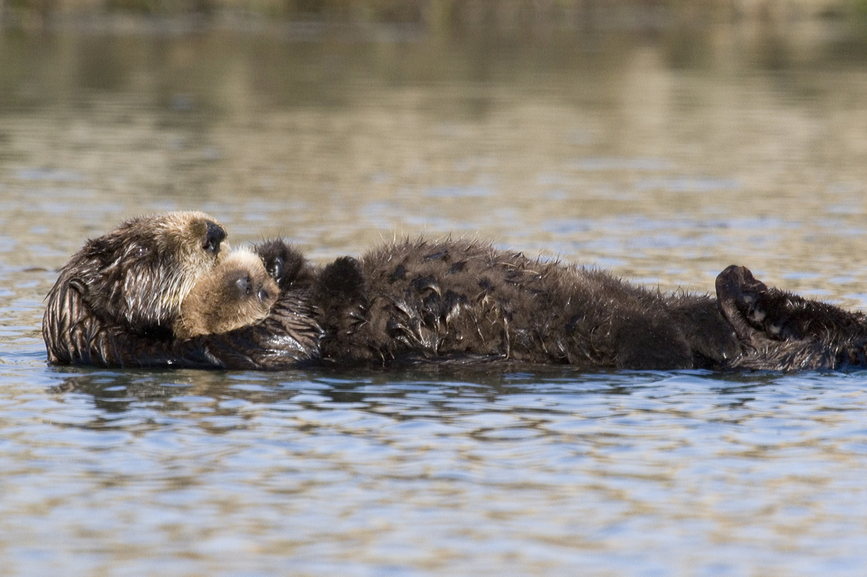 A sea otter carrying her fluffy pup across the water in Morro Bay, California